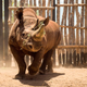 A critically endangered black rhinoceros being released into an enclosure in Zakouma National Park in Chad in 2018.